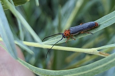 Oberea quadricallosa (Cerambycidae: Lamiinae)