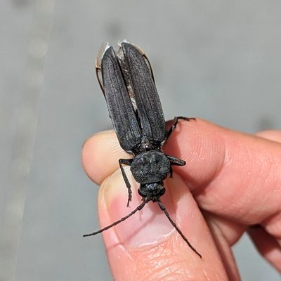 Arhopalus asperatus (Cerambycidae: Sphondylidinae)