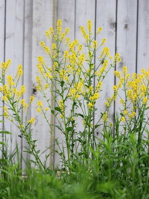 Yellow Rocketcress (Barbarea vulgaris)