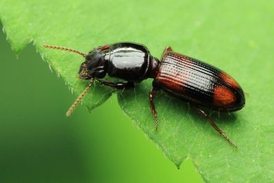 Clivina (Paraclivina) bipustulata