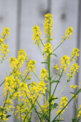 Yellow Rocketcress (Barbarea vulgaris)