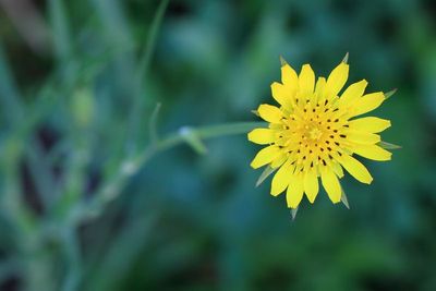 Meadow Salsify (Tragopogon pratensis)