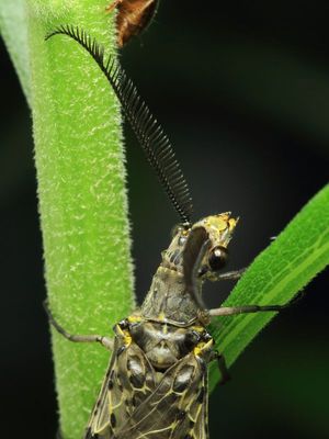 Spring Fishfly (Chauliodes rastricornis)