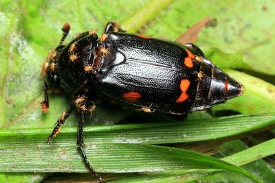 Sexton Beetle (Nicrophorus pustulatus), family Silphidae