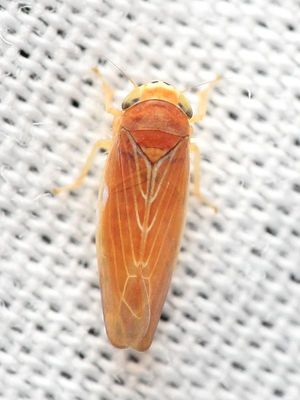 Idiodonus sp. (Deltocephalinae)
