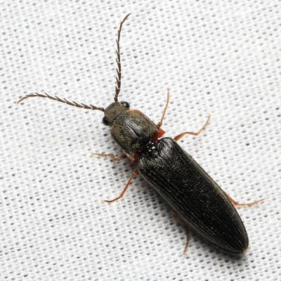 Family Elateridae - Click Beetles