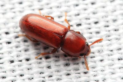 Corticeus praetermissus