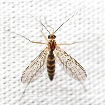 Family Keroplatidae - Predatory Fungus Gnats