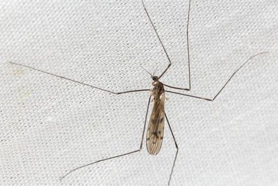 Metalimnobia novaeangliae