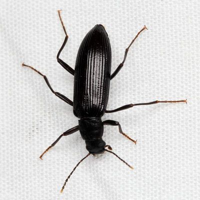 Strongylium tenuicolle (Stenochiinae)