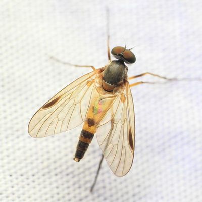 Family Rhagionidae - Snipe Flies