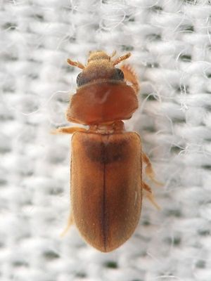 Family Heteroceridae - Variegated Mud-loving Beetles