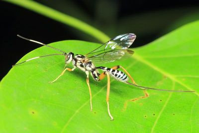 Family Ichneumonidae - Ichneumon Wasps