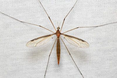 Tipula (Yamatotipula) sayi