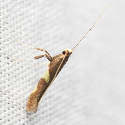 Caloptilia sp.