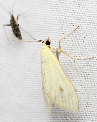 Carrot Seed Moth, Hodges#4986.1 Sitochroa palealis