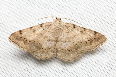 Faint-spotted Angle, Hodges#6386 Digrammia ocellinata