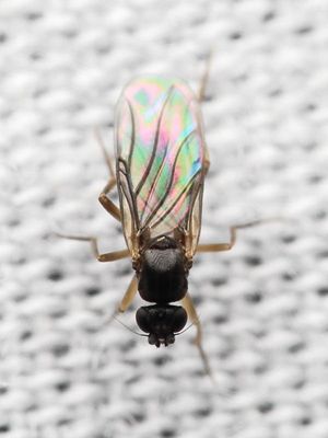 Family Phoridae - Scuttle Flies