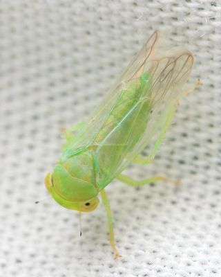 Populicerus pallidus (Eurymelinae)