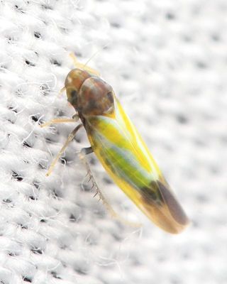Erythridula bitincta (Typhlocybinae)