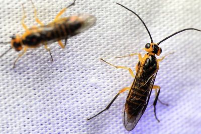 Locust Sawfly (Euura tibialis)