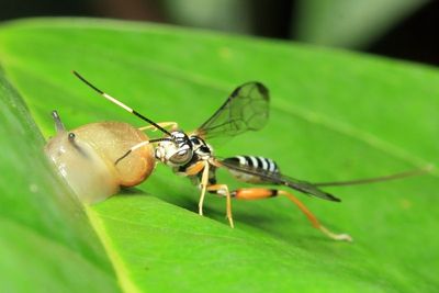 Arotes decorus (Acaenitinae)