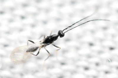 Polynema sp.