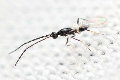 Polynema sp.
