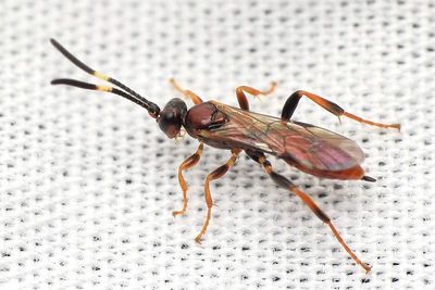 Ichneumoninae