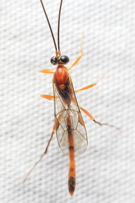 Cremastinae