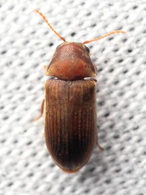 Family Anobiidae (Ptinidae)