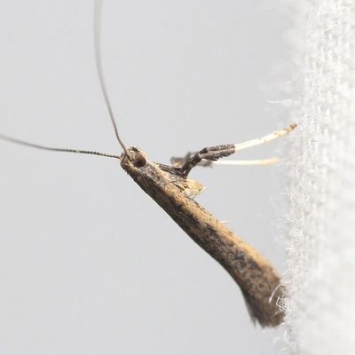 Caloptilia sp.