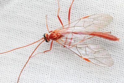 Ophion sp. (Ophioninae)
