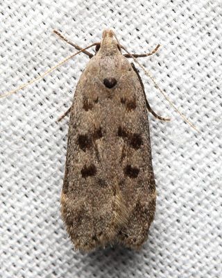 Dark-headed Aspen Leafroller, Hodges#2237 Anacampsis innocuella