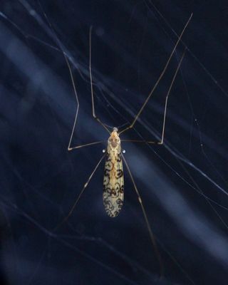 Discobola annulata