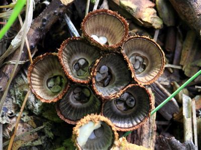 Fluted Bird's Nest (Cyathus striatus)