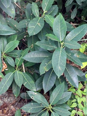 Florida Strangler Fig (Ficus aurea)