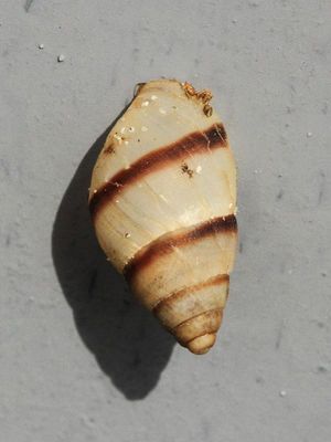 Gastropoda - Snails & Slugs