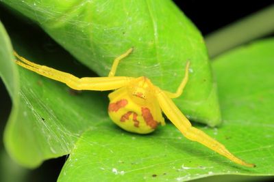 Family Thomisidae - Crab Spiders