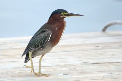 Green Heron (Butorides virescens)