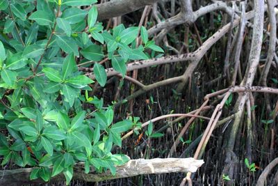 Red Mangrove (Rhizophora mangle)