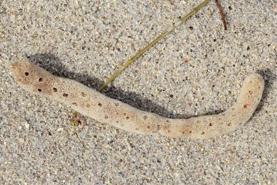 Erect Rope Sponge (Amphimedon compressa)