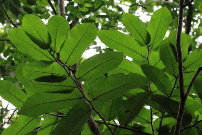 Panama Rubber Tree (Castilla elastica)