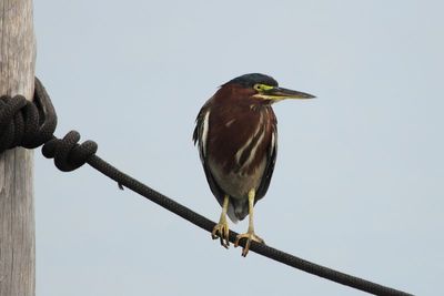 Green Heron (Butorides virescens)