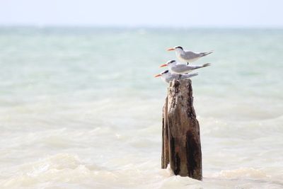 Royal Tern (Thalassius maximus)