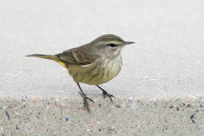Palm Warbler (Setophaga palmarum)