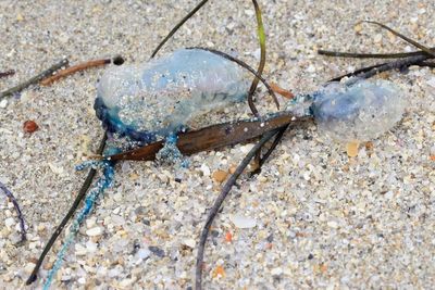 Portuguese Man o' war (Physalia physalis)