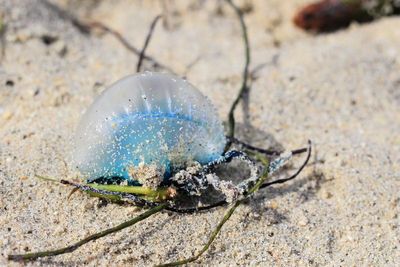 Portuguese Man o' war (Physalia physalis)