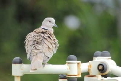 Birds of Florida