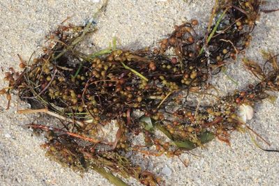 Gulfweed (Sargassum sp.)